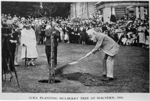 GBS planting a Mulberry tree