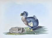 The Dodo, an extinct bird that was studied by Hugh Strickland