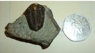A trilobite known as a Calymene or 'Dudley Bug'