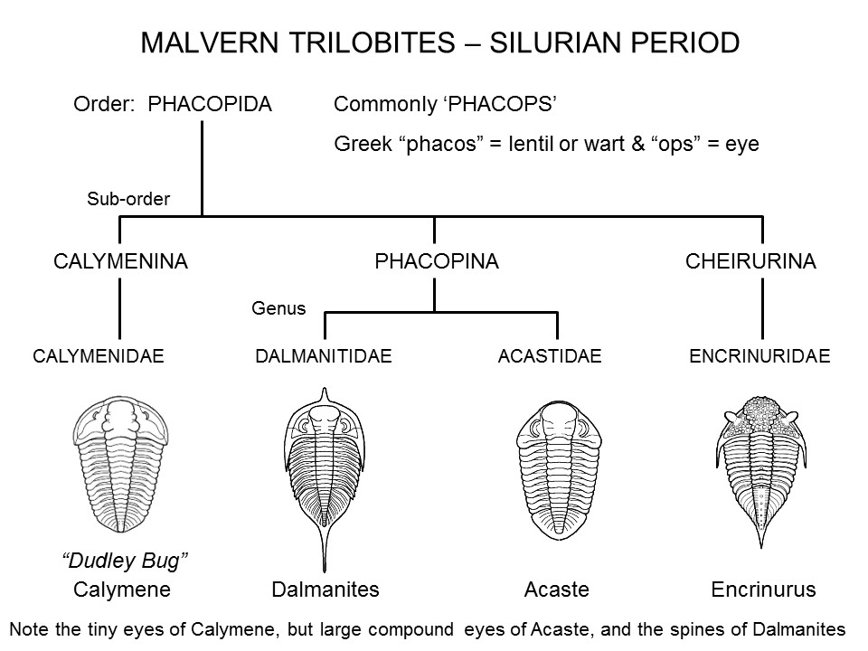 The museum has over 20 trilobite fossils of four main types