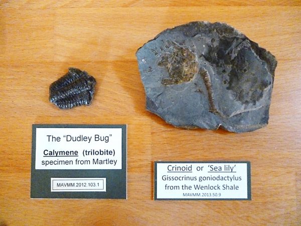 Fossil trilobite ("Dudley Bug") and crinoid ('sea lily')