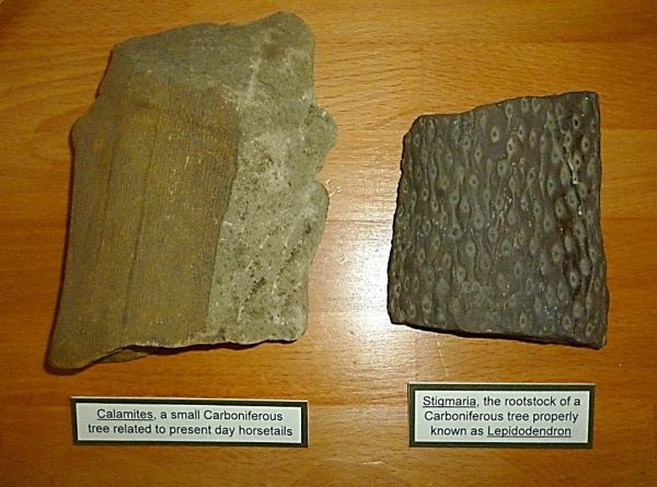 Fossils of Carboniferous trees